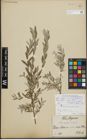 Foto von Salix repens L.